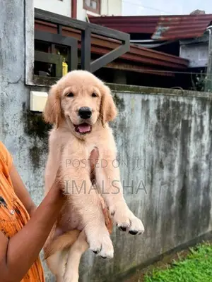 Golden Retriever Puppies