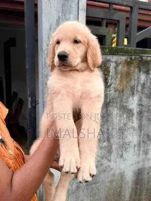 Golden Retriever Puppies