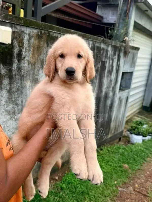 Golden Retriever Puppies