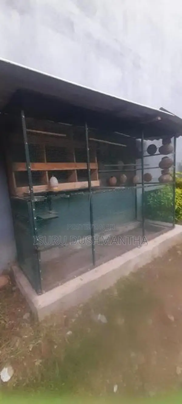 Bird Cage