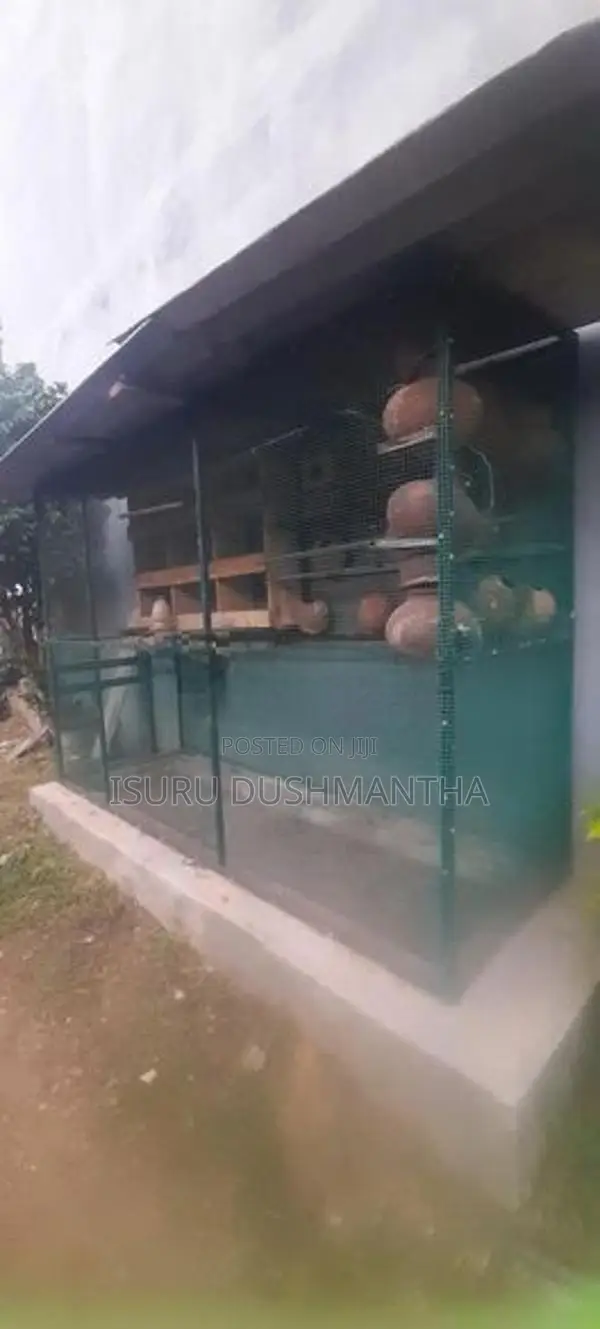 Bird Cage