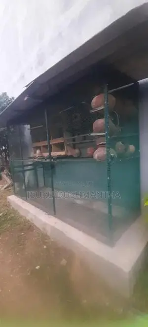 Bird Cage