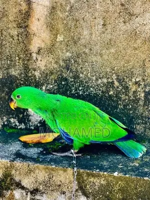 Eclectus Parrot