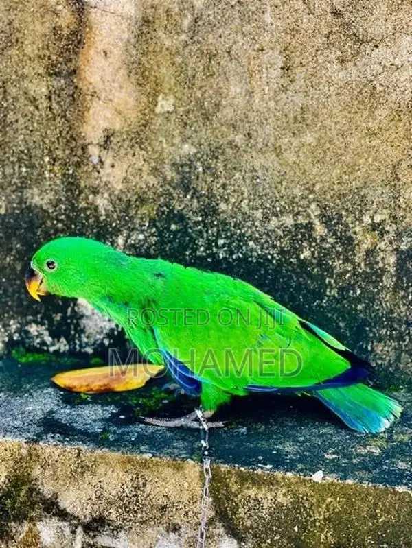 Eclectus Parrot