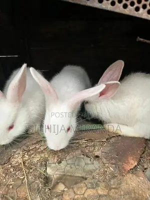 Rabbits