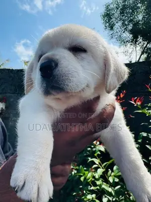 Labrador Retriever