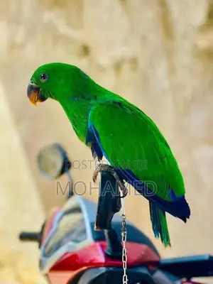 Eclectus Parrot