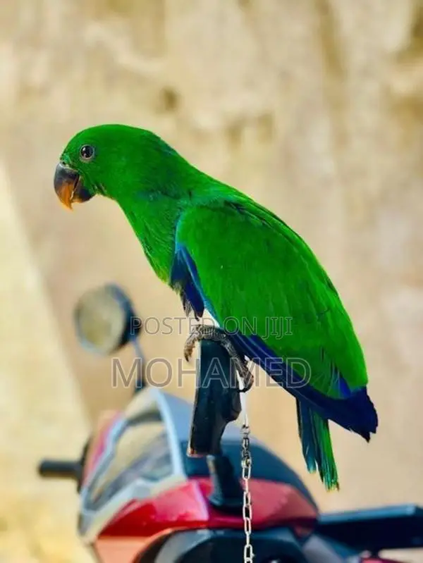 Eclectus Parrot