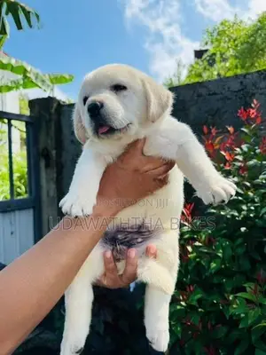 Labrador Retriever