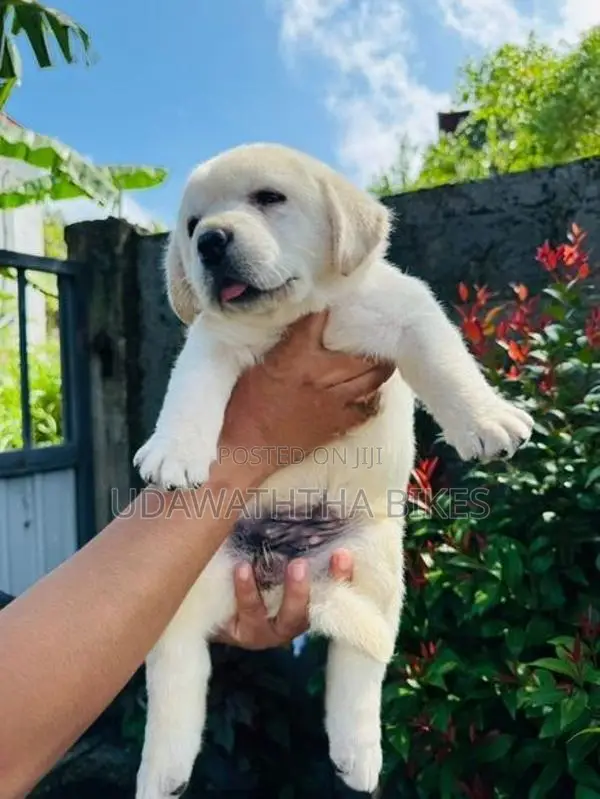 Labrador Retriever