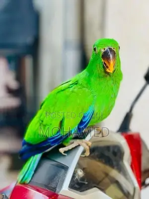 Eclectus Parrot
