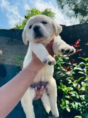Labrador Retriever