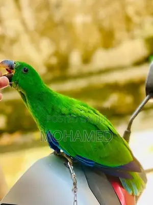 Eclectus Parrot