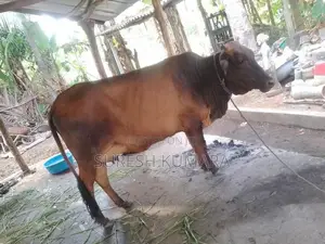 Male Cows