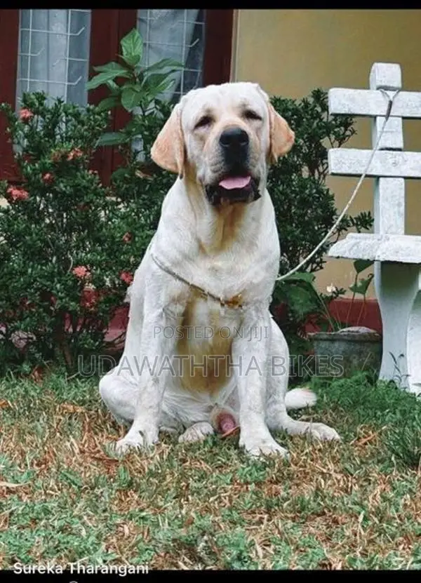 Labrador Retriever