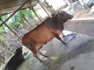 Male Cows