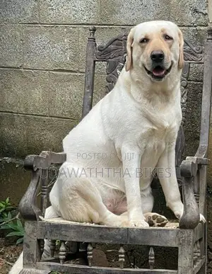 Labrador Retriever