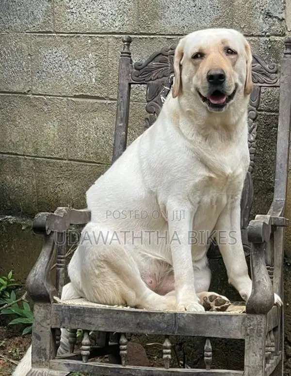 Labrador Retriever