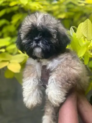 Shih Tzu Puppies