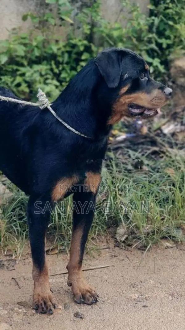 Rottweiler Dog