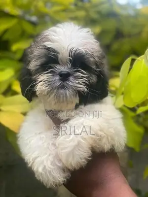 Shih Tzu Puppies