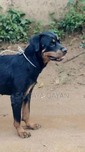 Rottweiler Dog