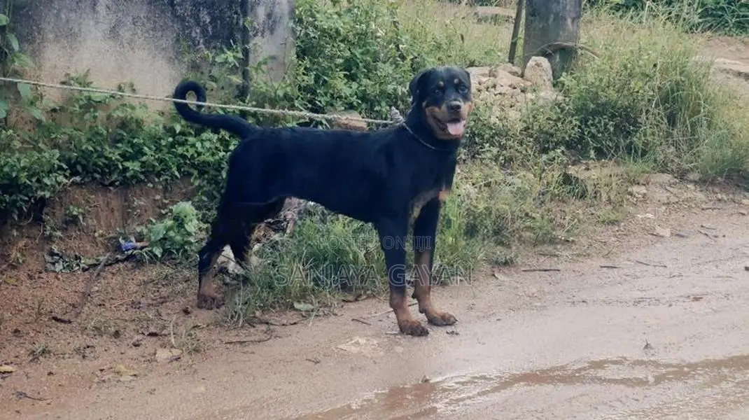 Rottweiler Dog