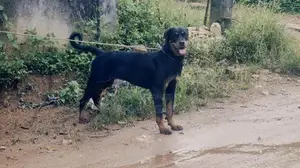 Rottweiler Dog