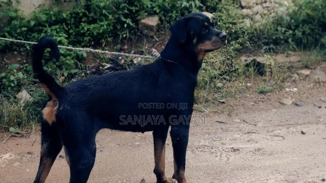 Rottweiler Dog