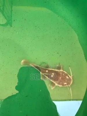 Redtail Catfish