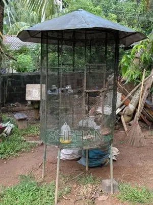 Steel Cage