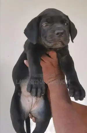 Cane Corso Puppies