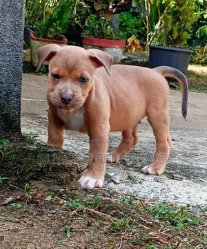 American Bully Puppy
