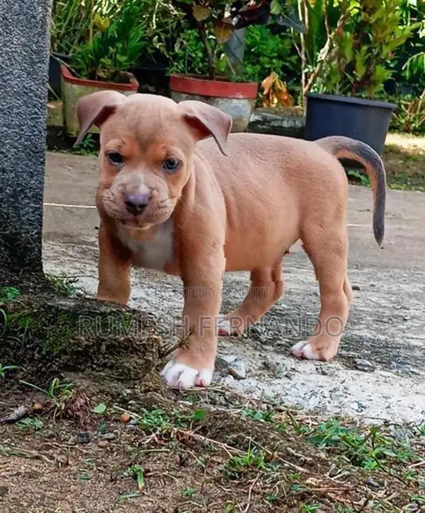 American Bully Puppy