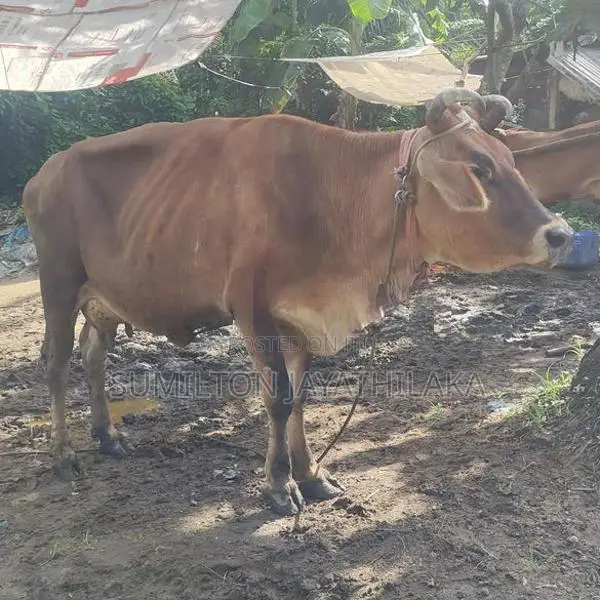 Cow