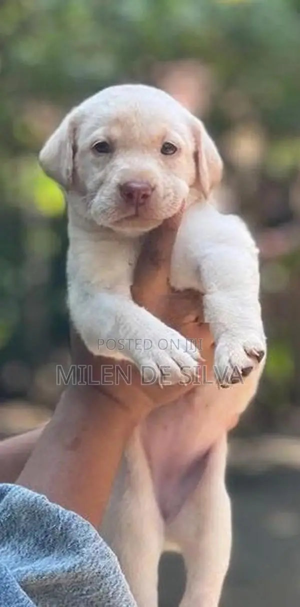 Labrador