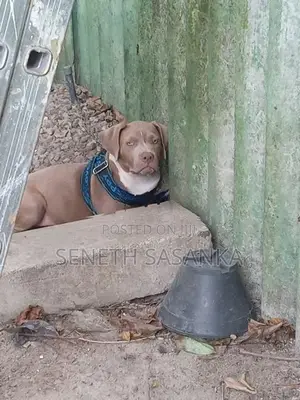 American Bully Dog
