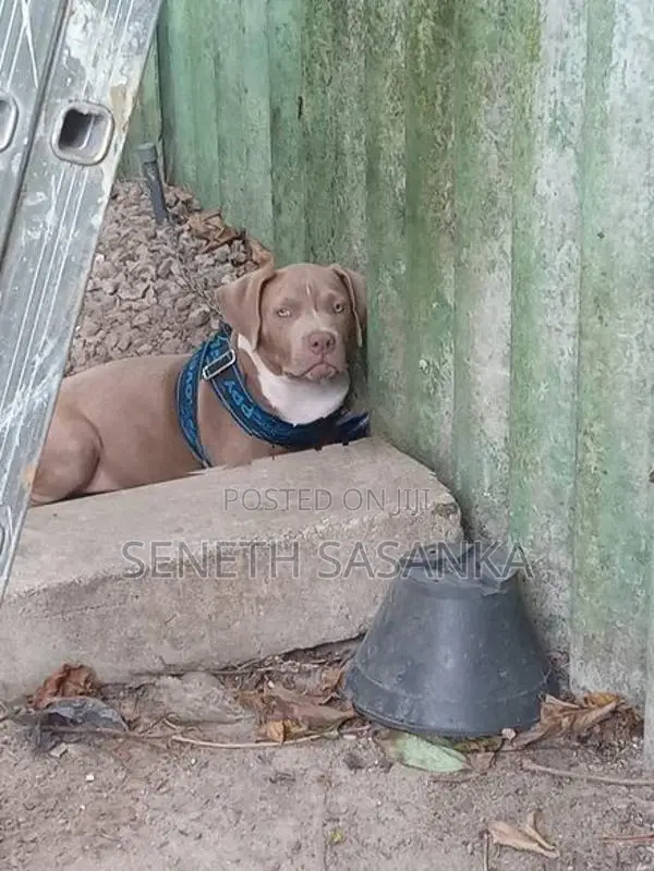 American Bully Dog