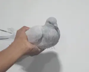 Pigeons