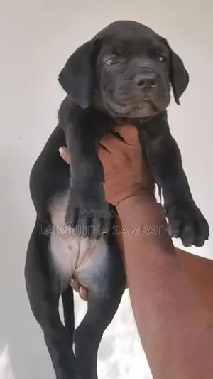 Cane Corso Puppies