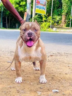 American Bully Puppy