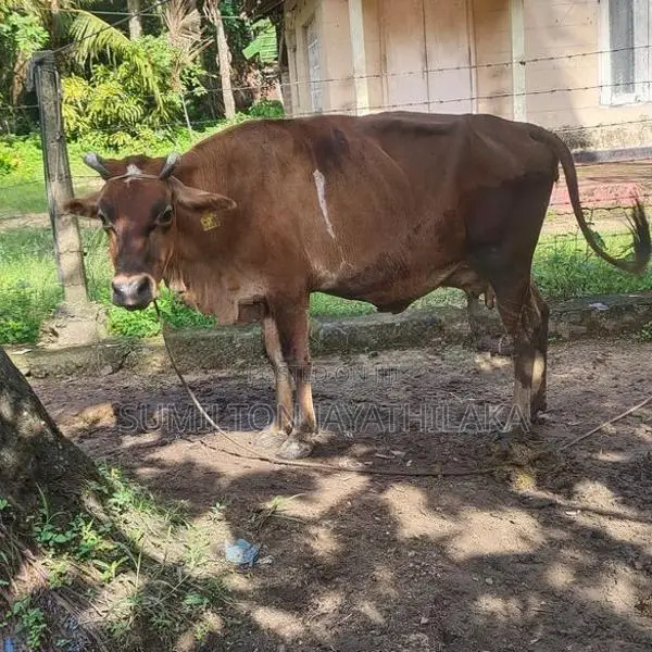 Cow
