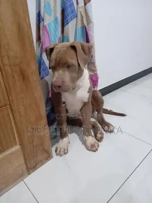 American Bully Dog