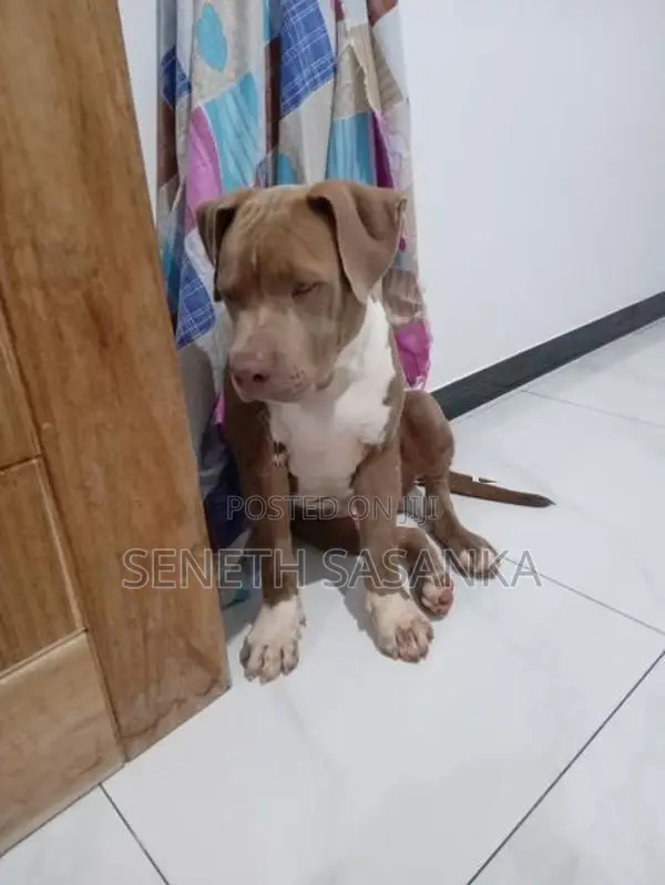 American Bully Dog
