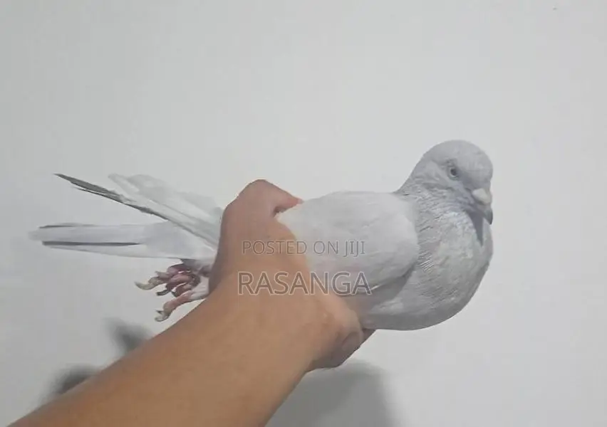 Pigeons