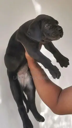 Cane Corso Puppies