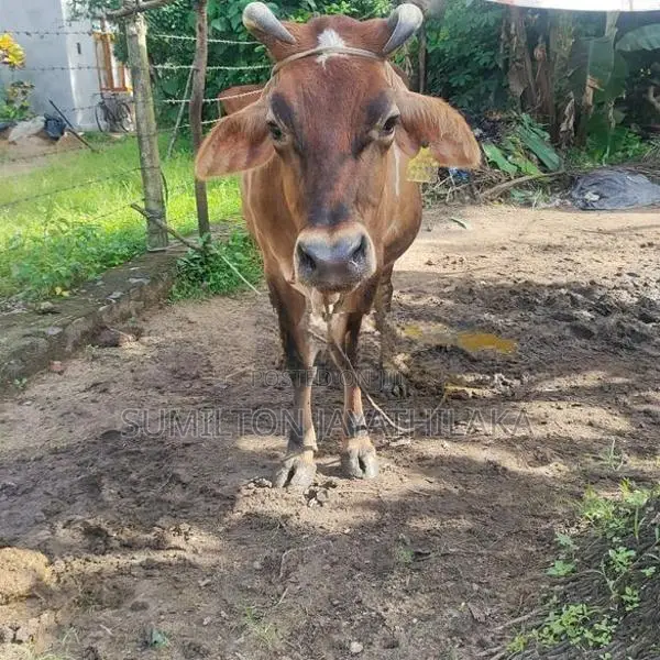 Cow