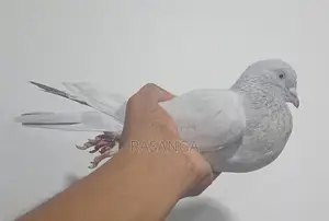 Pigeons