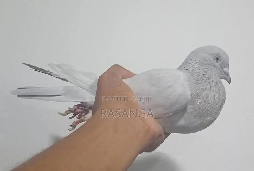 Pigeons