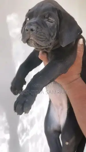 Cane Corso Puppies